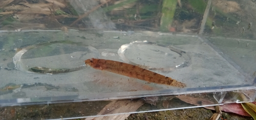 Saw dwarf loach (Kottelatlimia pristes) — Cobitidae — 5