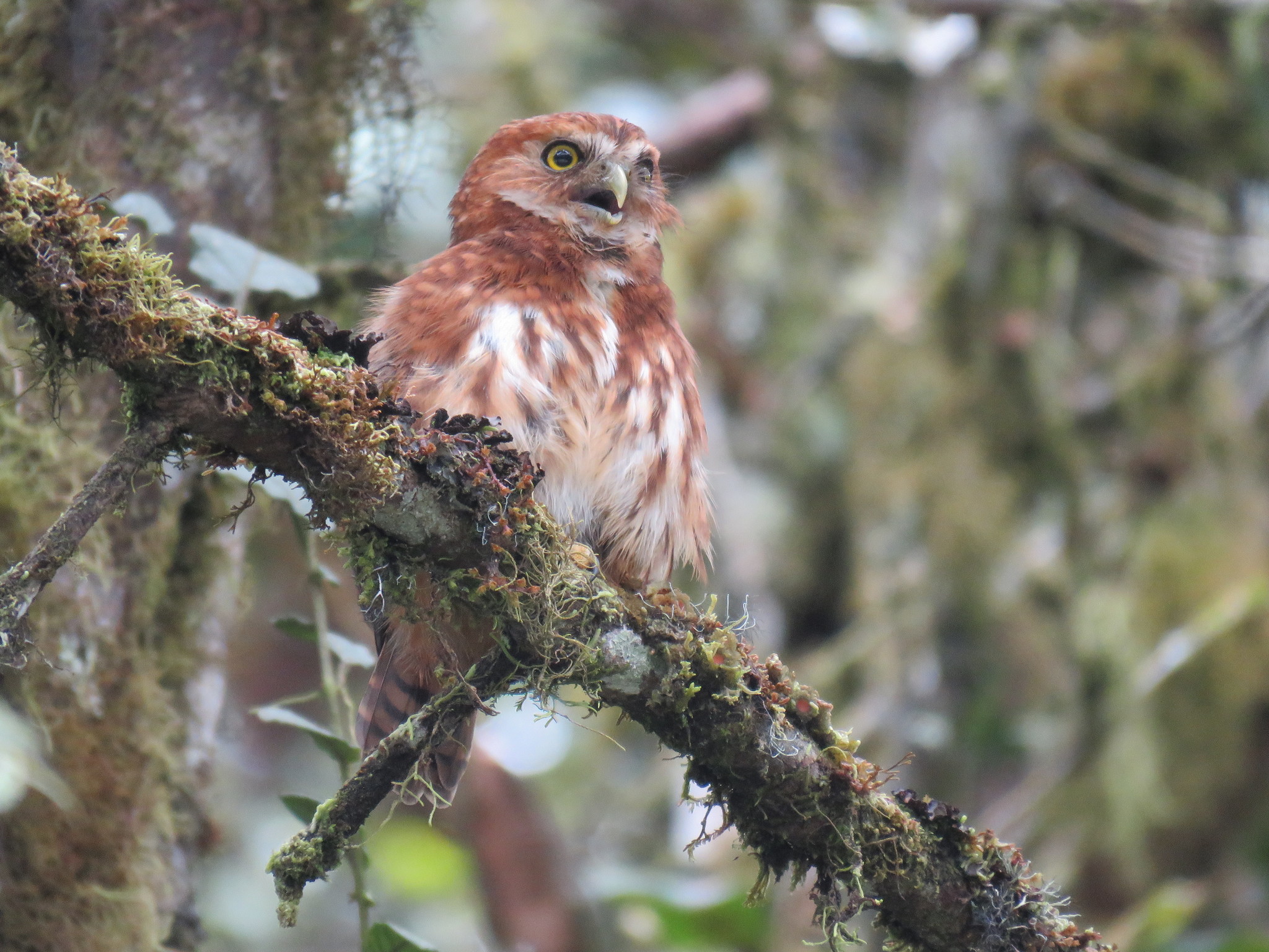 Andean Pygmy-Owl illustration