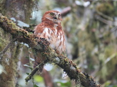 Glaucidium jardinii