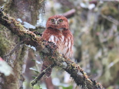 Glaucidium jardinii