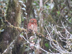 Glaucidium jardinii