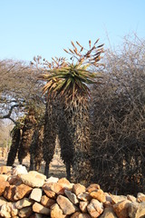Aloe marlothii