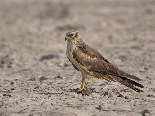 Pallid Harrier, photo 9 of 9