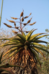 Aloe marlothii