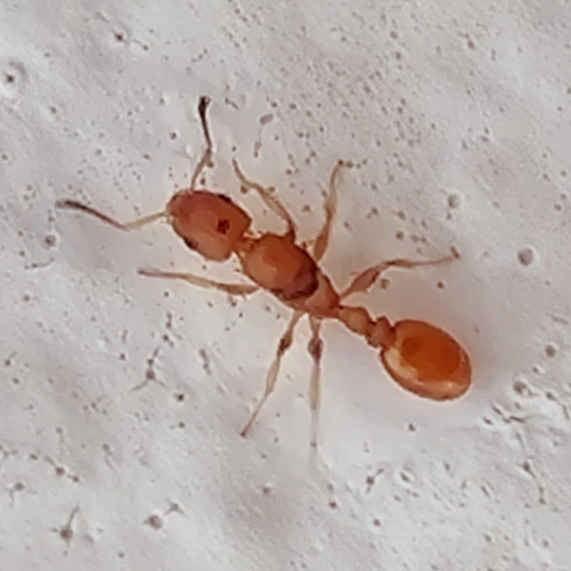 Tetramorium doriae