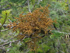 Arceuthobium abietis-religiosae