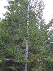 Arceuthobium abietis-religiosae