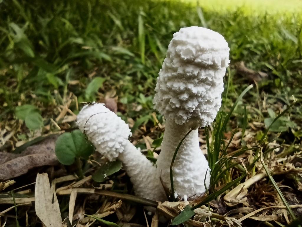 Leucocoprinus cretaceus · March 2023 · photo: © patriciabenitez (iNaturalist, cc-by-nc)
