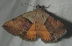 Plecopterodes moderata