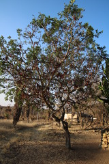 Schotia brachypetala