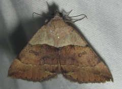 Plecopterodes moderata