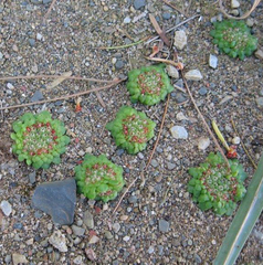 Crassula pageae