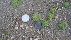 Crassula pageae