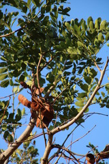 Schotia brachypetala