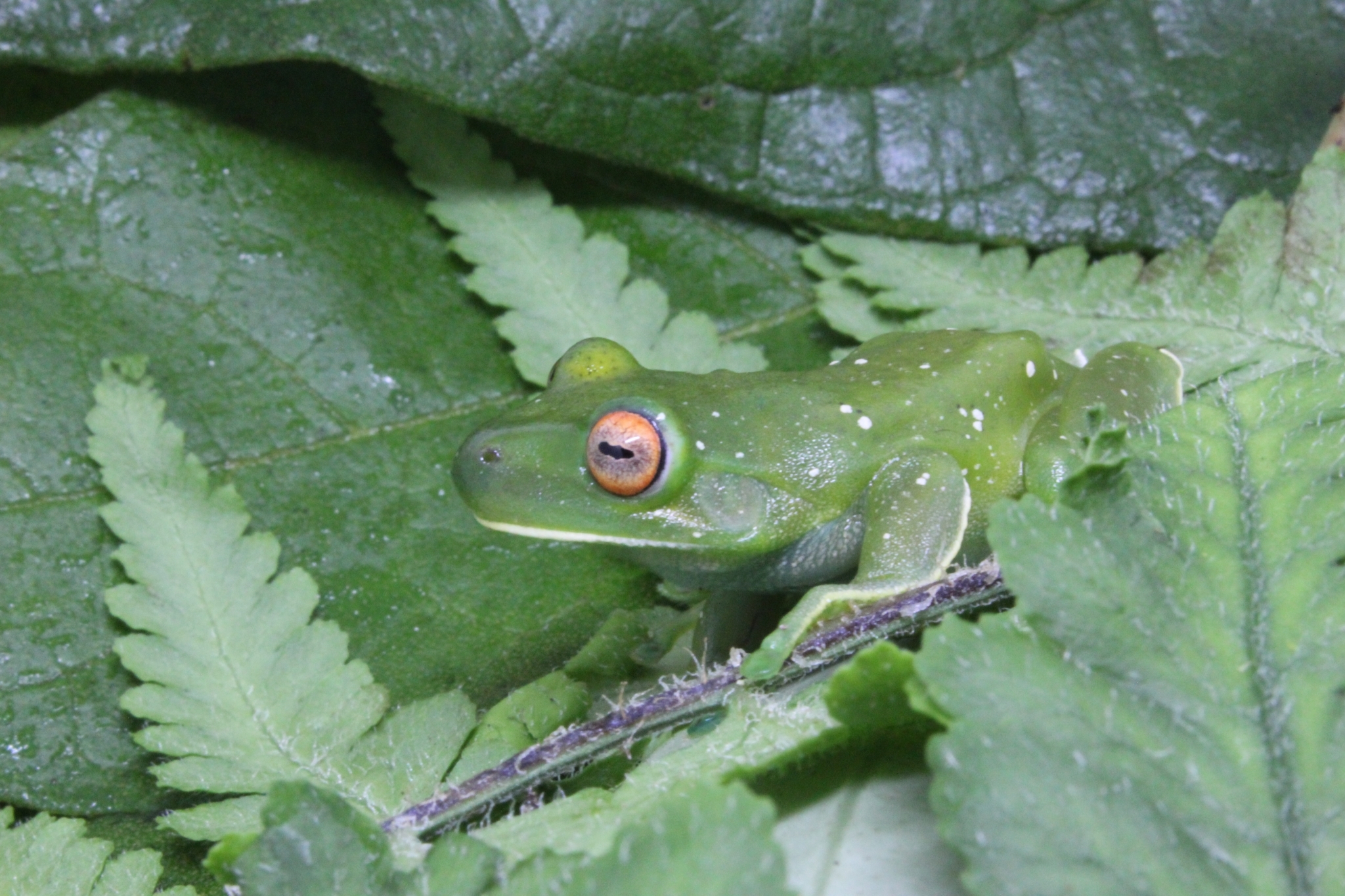 Aplastodiscus leucopygius (Cruz & Peixoto, 1985)