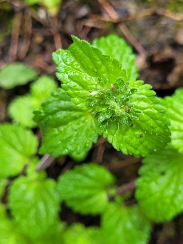 Veronica javanica