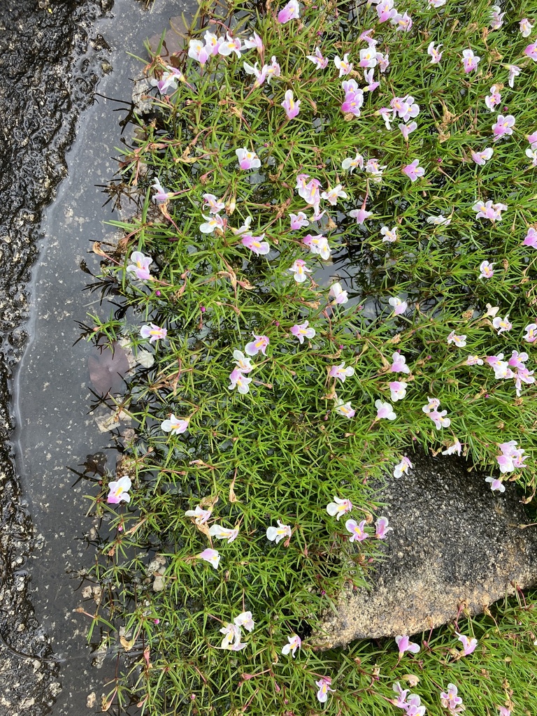 Lindernia monroi