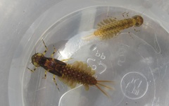 Ameletopsis perscitus