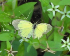 Pyrisitia lisa centralis