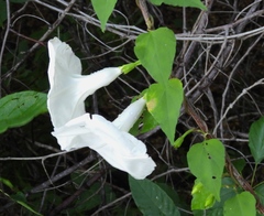 Ipomoea scopulorum