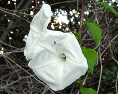 Ipomoea scopulorum