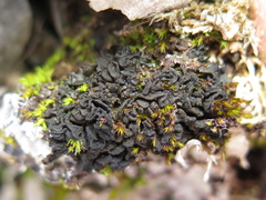 Lathagrium fuscovirens