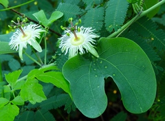 Passiflora mexicana