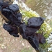 Black Witches' Butter - Photo no rights reserved, uploaded by sugarsnap_t