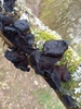Black Witches' Butter - Photo no rights reserved, uploaded by sugarsnap_t