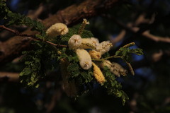 Senegalia galpinii