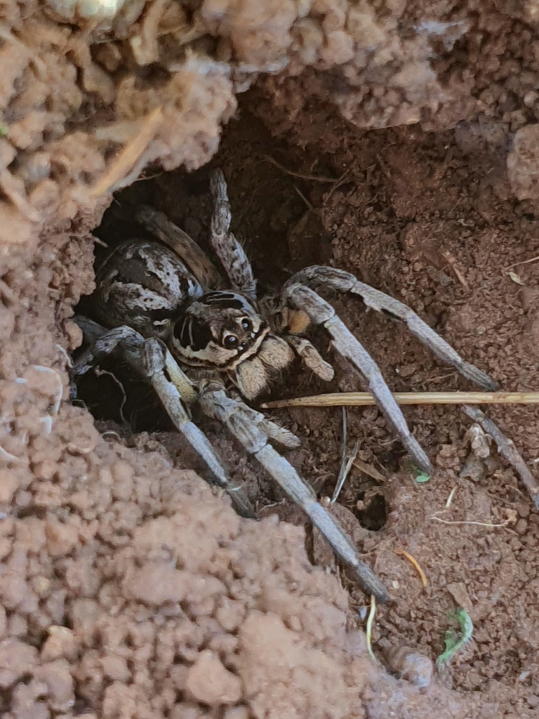 Lycosa bedeli