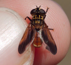 Trichopoda pictipennis