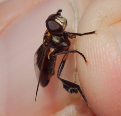 Trichopoda pictipennis