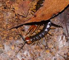 Cormocephalus westwoodi
