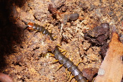 Cormocephalus westwoodi