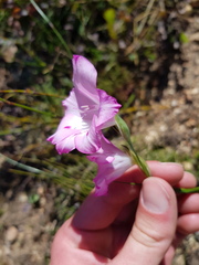 Gladiolus inflatus