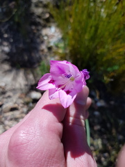 Gladiolus inflatus