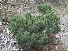 Pinus culminicola
