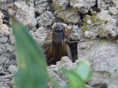 Teleogryllus emma
