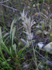 Bromus madritensis