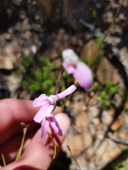 Disa bifida