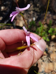 Disa bifida