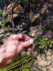 Disa bifida