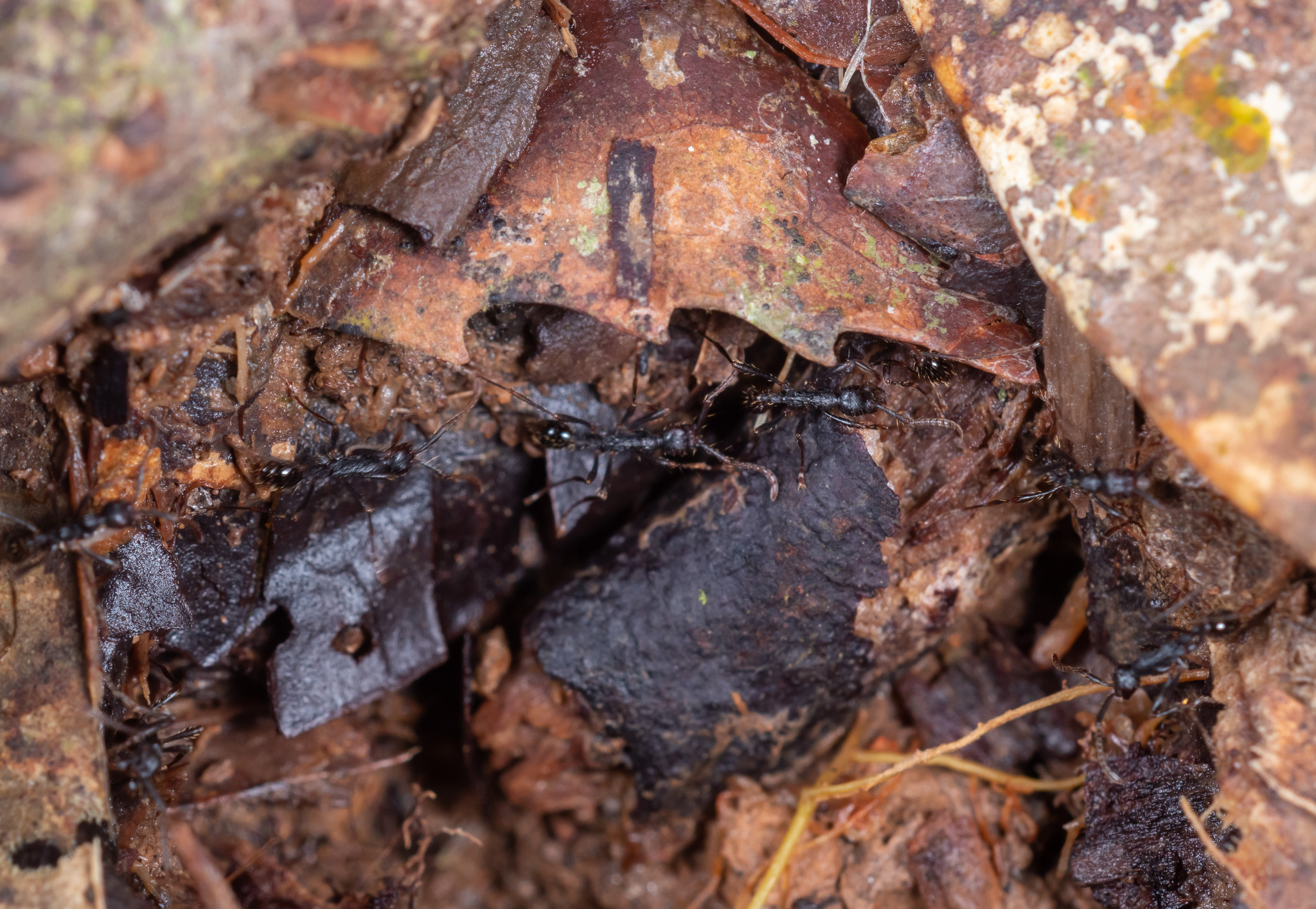 Aenictus pachycerus