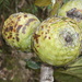Ficus dammaropsis - Photo (c) chalcidjyr, alguns direitos reservados (CC BY-NC)