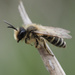Yellow-legged Mining Bee - Photo (c) Michael Bierbaumer, some rights reserved (CC BY-NC), uploaded by Michael Bierbaumer