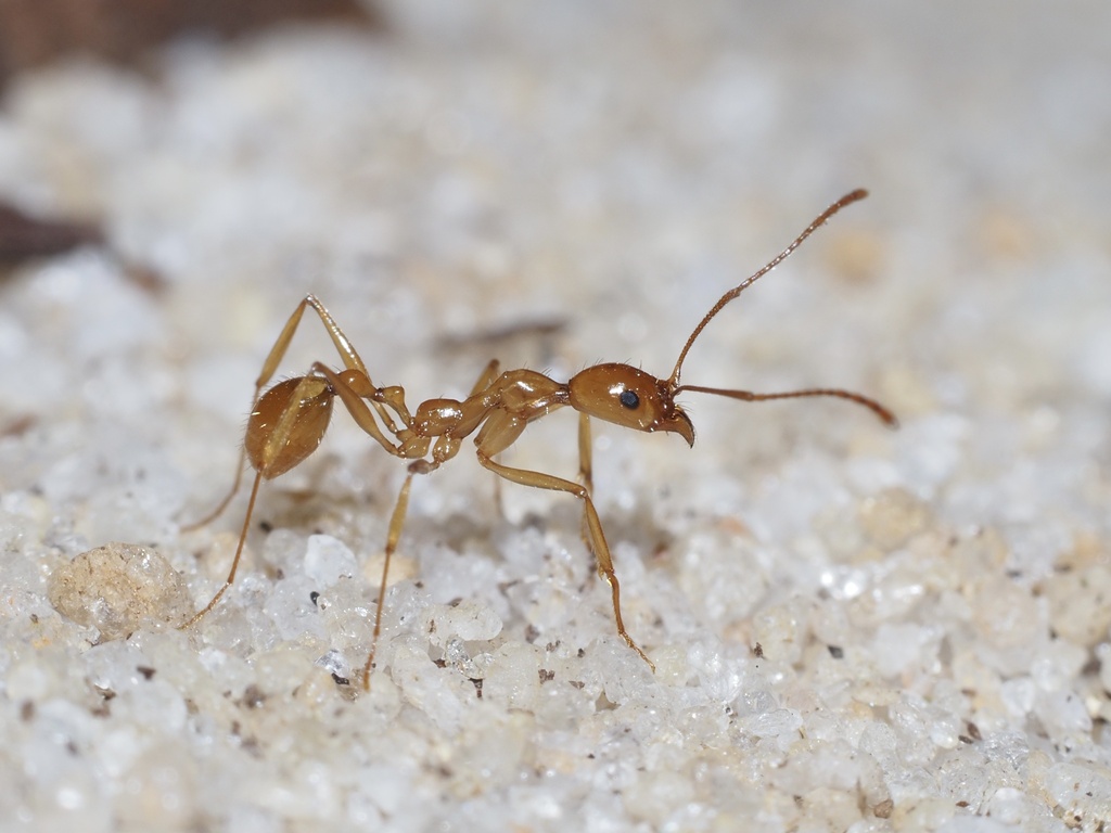 Florida Collared Ant