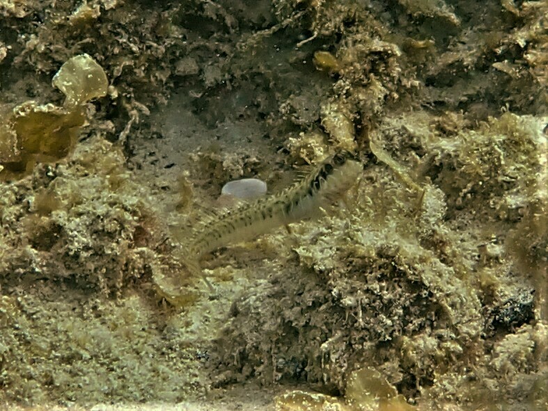 Germain's Blenny from Omeo Wreck, North Coogee, Western Australia ...