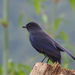 Taiwan Whistling-Thrush - Photo no rights reserved, uploaded by 葉子
