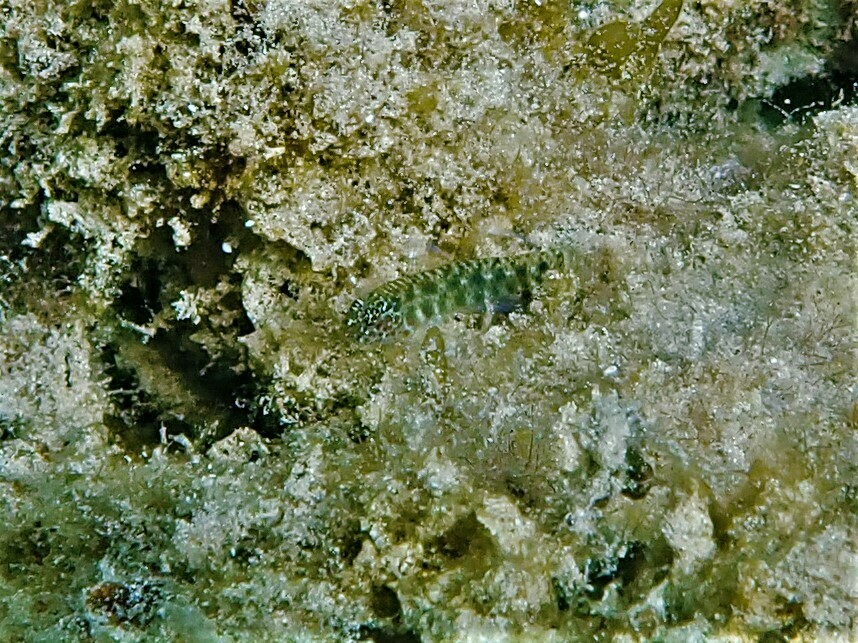 Twospot pygmygoby (Eviota bimaculata) — Gobiidae